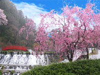 Gero Onsen Uzyou Park Sakura